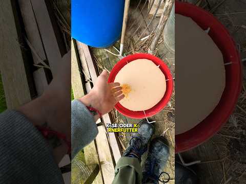 Build a mousetrap out of a bucket? #bucket #mousetrap #chickens #agriculture #diy #do-it-yourself...