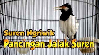 Download lagu PANCINGAN JALAK SUREN BIAR BUNYI, JALAK SUREN NGRIWIK mp3