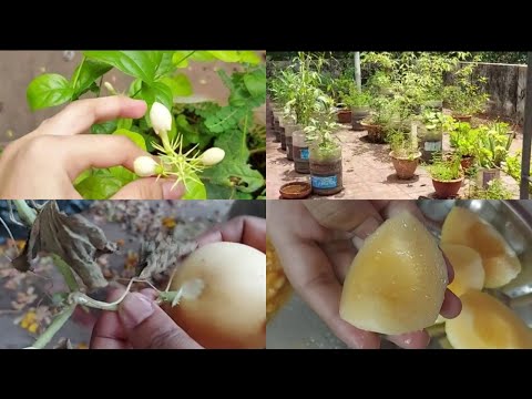 KUTTI THOTTATHU KUTTI TASTEY KIRNEE PAZHAM | KAMALIKA'S LIFESTYLE | TAMIL