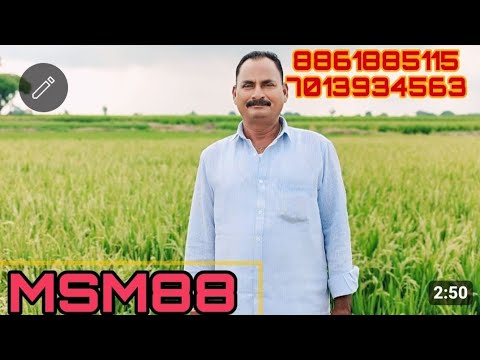 MSM88 వరి రకం#seeds available #knm1638 #knm12368 #MSM88#RNR31478#8861885115#7013934564