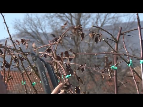 Rezidba kupine, četiri izdanka po žbunu