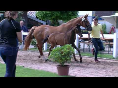 Stf v Don Romanov x Abanos x Weltenadel 2017