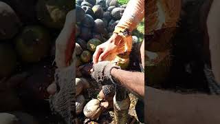 Download lagu Kupas kelapa lokal 🥥🥥 dengan cepat dan asyik. #petani #petanimuda #kelapa #kebun #kebunkelapa #kopra mp3