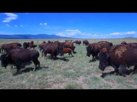 download lagu mp3 mp4 Buffalo Farms In Colorado, download lagu Buffalo Farms In Colorado gratis, unduh video klip Buffalo Farms In Colorado