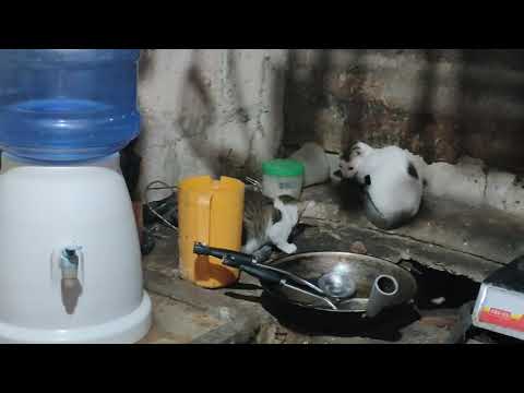 AHAS NAPATAY NG....??? ( IRISH AND RONEL)