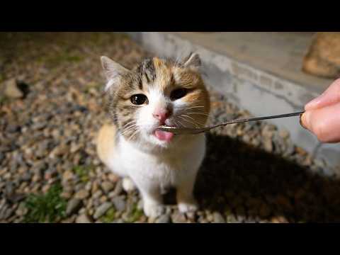 길냥이 유혹하는 법