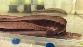 Awesome Freshwater Eels!