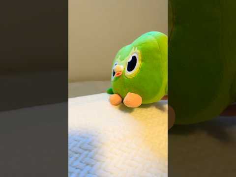 Unexpected Duo Owl Funny Chaos IRL 😂 Best Chaos Moments Ever