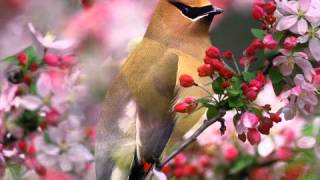 Jeff Bjorck   When I Survey The Wondrous Cross