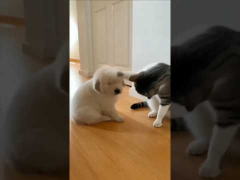 Cat Smacks Puppy Fast… Until Mom Golden Retriever Walks In 😂🐾