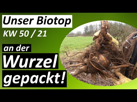 An der Wurzel gepackt - #Biotop - KW 50 / 2021