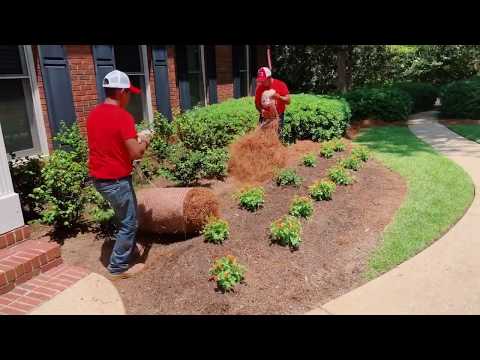 Lowes Pine Straw