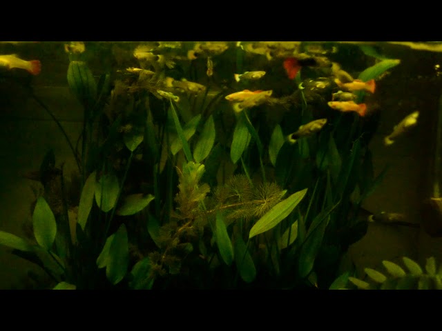 Aquarium guppies and betta fish tank