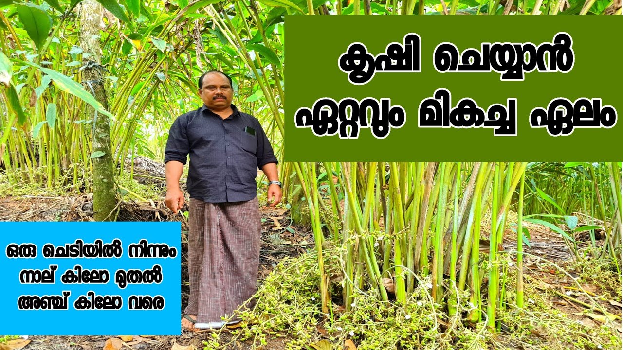 കൃഷി ചെയ്യാൻ ഏറ്റവും മികച്ച ഏലം മികച്ച വരുമാനവും |cardamon good growth variety