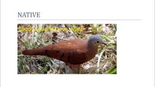 Native and Introduced North American Doves