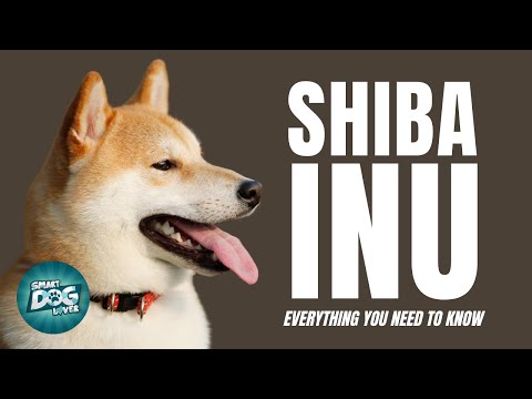 Shiba Inu Hunde 101 - Kleiner Hund, große Einstellung