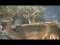 Babyfirst Safari Scrapbook Deer