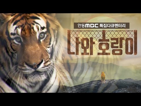 안동MBC 특집 다큐멘터리 '나와 호랑이'