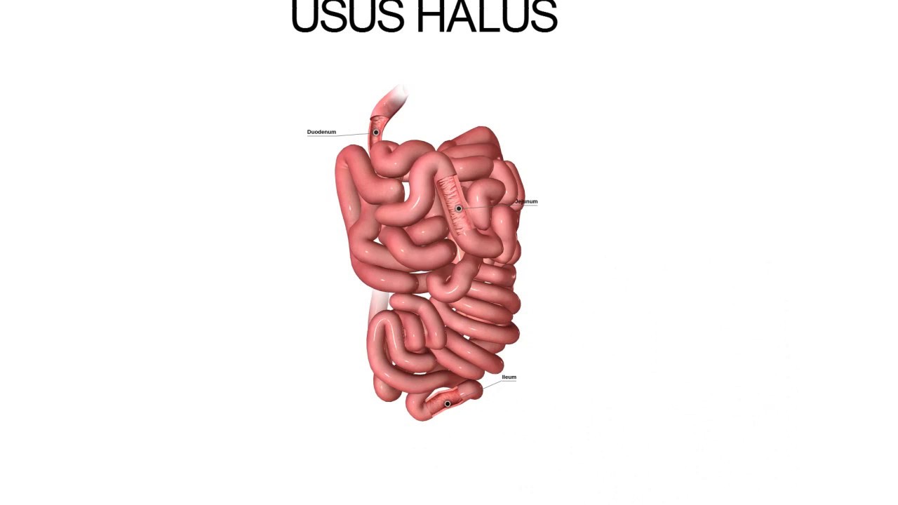Sistem Pencernaan di Usus Halus