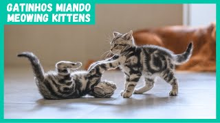  1 Hora de Gatinhos Miando 