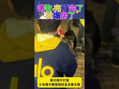 德牧完了我塌房了#萌寵#修狗#搞笑視頻
