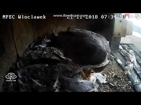 MPEC Włocławek Poland - Glinka has a breakfast in the nest -  2018 11 21 07 15