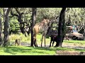 Kilimanjaro Safari At Animal Kingdom