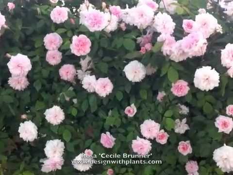 download lagu mp3 mp4 Ccile Brnner, download lagu Ccile Brnner gratis, unduh video klip Ccile Brnner