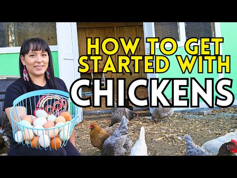 Backyard Chicken Basics - Beginners Guide To Egg Laying Chickens #chicken #coop #homesteading #eggs