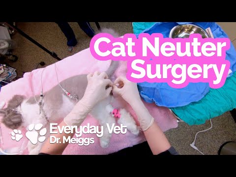 Cat Neuter Surgery | A walkthrough of the surgical procedure