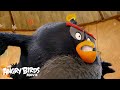The Angry Birds Movie Meet Bomb