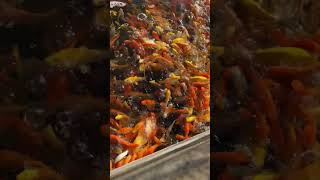 Download lagu HOW TO CATCH A RARE KOI FISH mp3 Download lagu HOW TO CATCH A RARE KOI FISH mp3