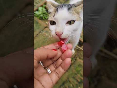 #sayana #talkingtom #cat #funny #cartoon #cute #youtubeshort