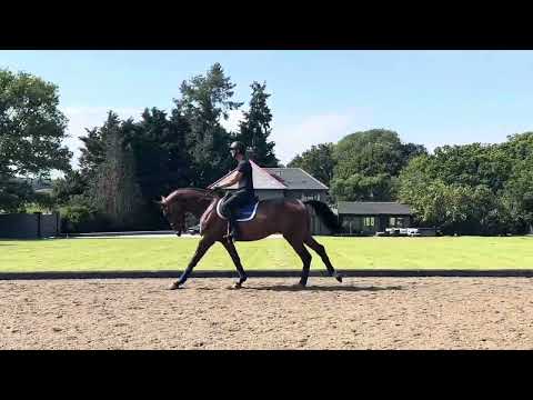 Brunello - 4yo by Cristallo I