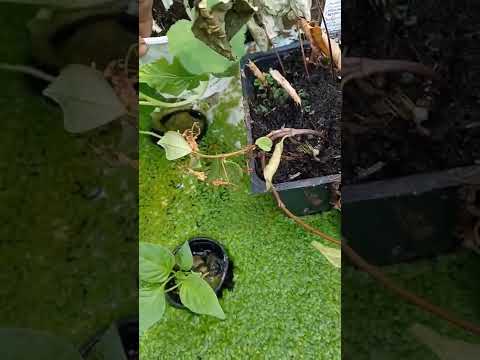 Aquaponic and sandponic system update part 3. You really want to see this.