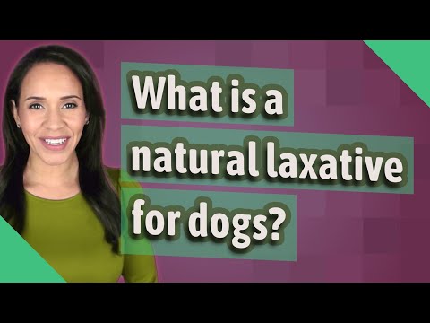 What is a natural laxative for dogs?