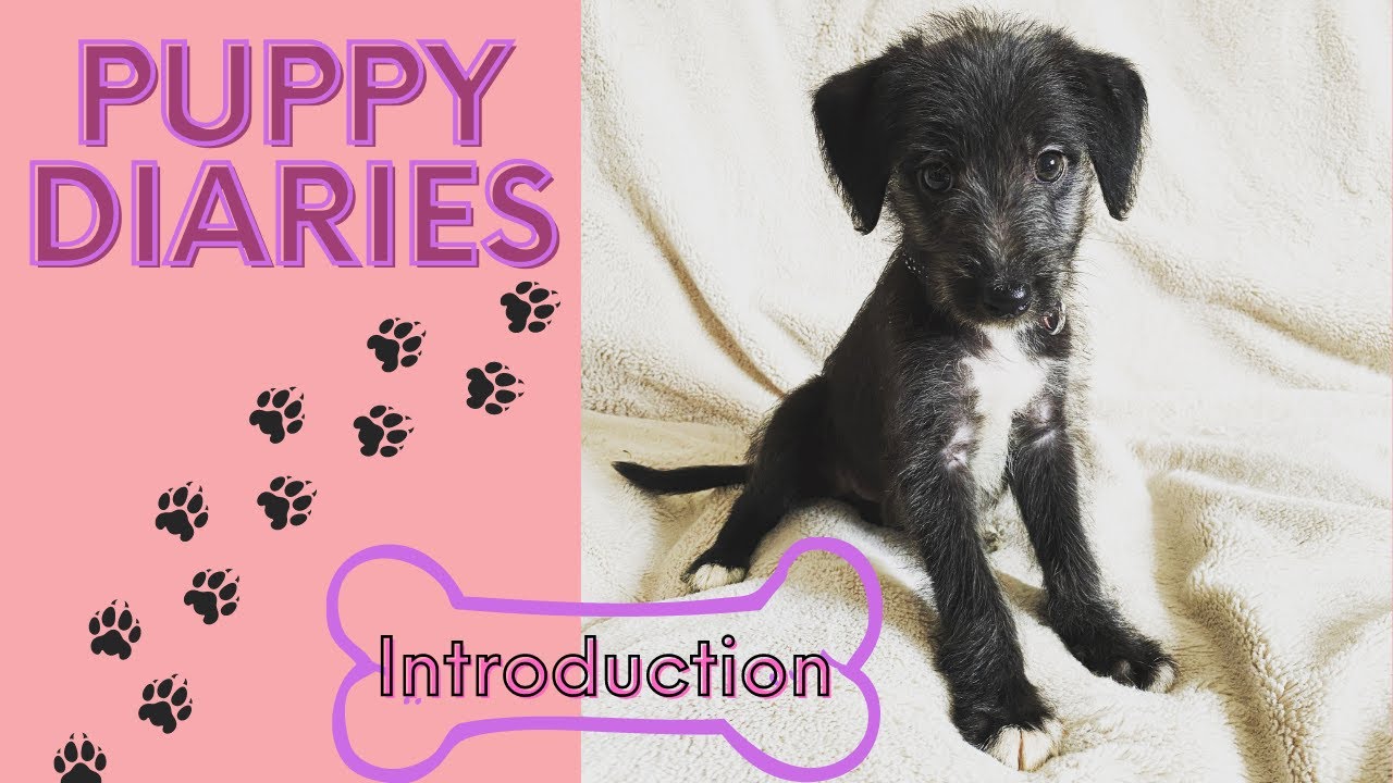 Puppy Diaries | Bedlington Whippet 8 Weeks Old