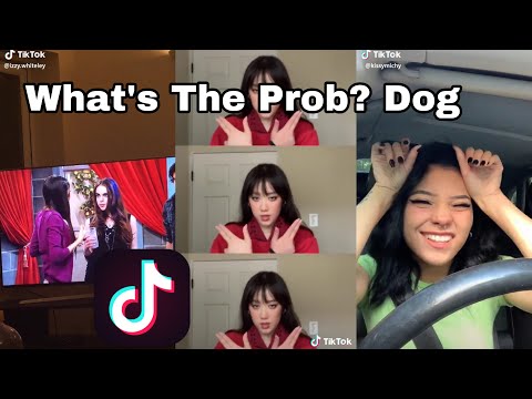 What's The Prob? Dog TikTok Compilation
