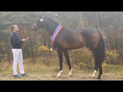 OL-Siegerhengst INCREDIBLE von Indian Rock - For Romance