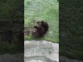 Wildlife Safari Brown Bear Claire Rolling In Freshly Cut Grass