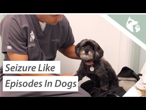 What Causes Seizures in Dogs? Vlog 9