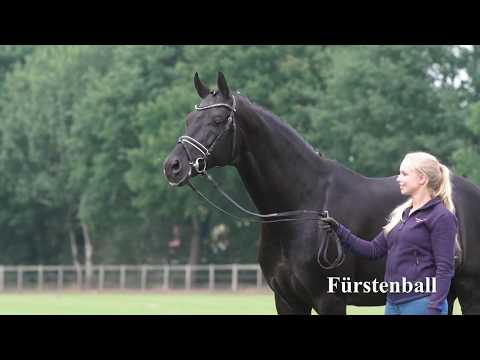 Fürstenball Hengstkollektion Englisch 2019