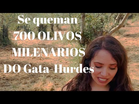¡SE HAN QUEMADO! 700 Olivos MILENARIOS DO GATA HURDES El Olivar ha parado el Fuego