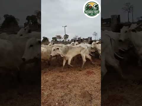 78 Novilhas – 310 kg de média – Terenos/MS – R$ 3.250 cada ou R$ 10,50/kg