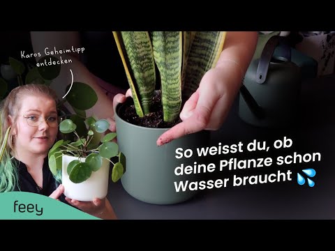 Wann braucht meine Pflanze Wasser? Trick! 🤯💧