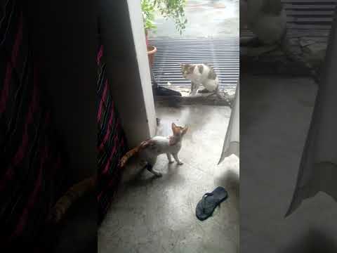 Haridwar rishikesh /cats animals?