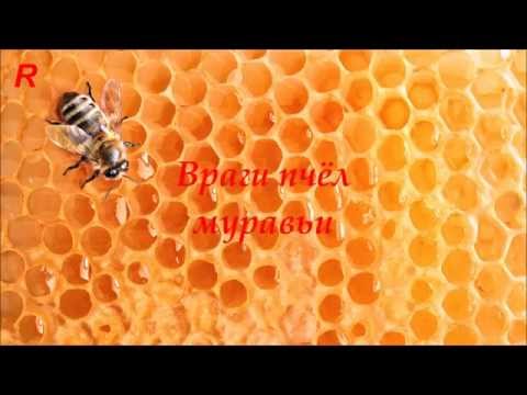 Враги пчёл - муравьи на пасеке