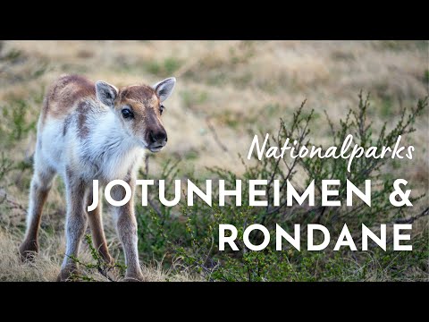 Die spektakulärsten Nationalparks Norwegens? | Jotunheimen & Rondane NP | VANLIFE NORWEGEN