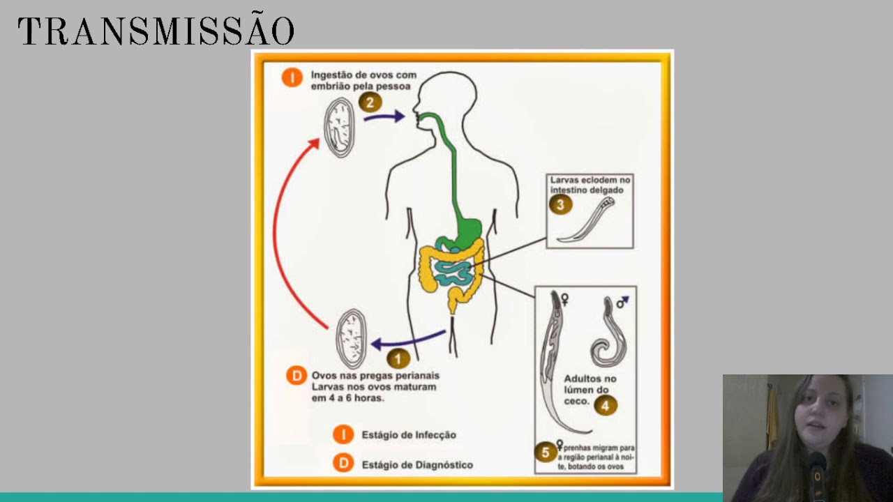 Enterobíase - patologia causada por helmintos