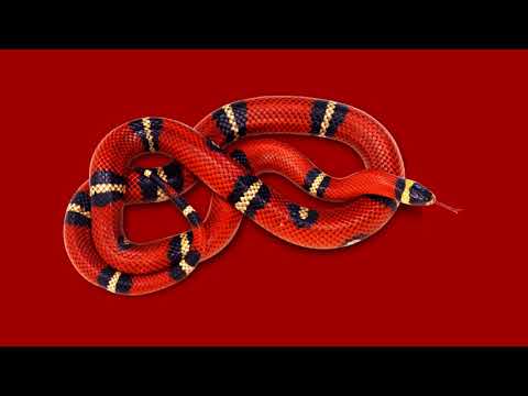 (FREE) Lil Pump x SCARLXRD Type Beat - "Snake" ft. XXXtentacion Type Beat I Rap/Trap Instrumental